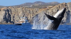 Luxury Whale Wathing